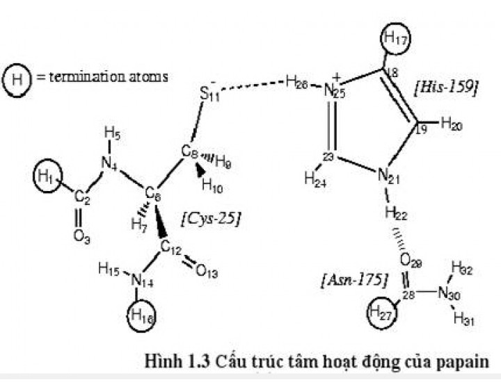 Sản xuất Enzyme Papain
