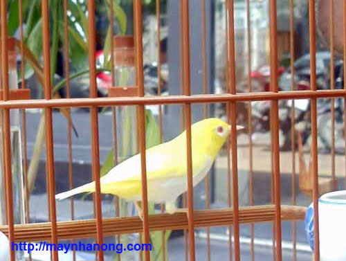 Chim cảnh (kiểng) - Thông tin, kinh nghiệm nuôi và giá mua bán tại Dogily